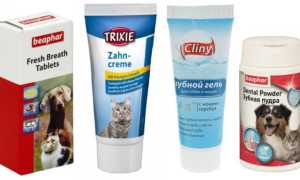 Что делать, если у кота неприятно пахнет изо рта?