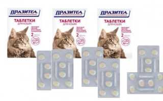 Празител для кошек: помощник в борьбе с паразитами