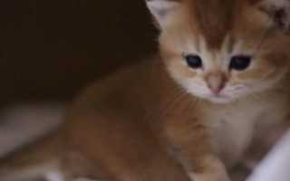 Шотландская вислоухая кошка — плюсы и минусы породы