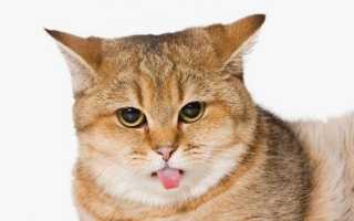 Котенок дышит ртом насморка нет