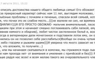 Гималайская кошка: описание породы, фото, содержание