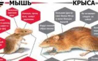 Чем отличается мышь от крысы (разница) — 5 отличий, взрослых особей и детенышей