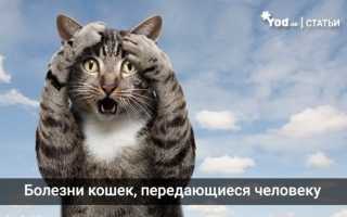 Может ли кошка заразить человека гриппом?