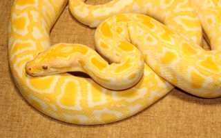 Питон тигровый альбинос (Python molurus bivittatus albino)