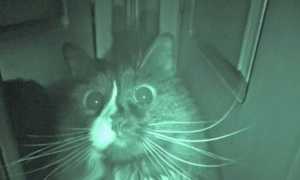 Кот орет по ночам: что делать, основные причины, как успокоить животное, чего нельзя делать