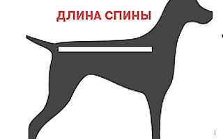 Как правильно снять мерки с собаки и определить размер?