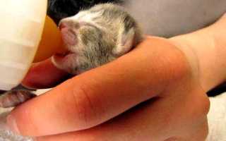 Уход за шотландским вислоухим котенком