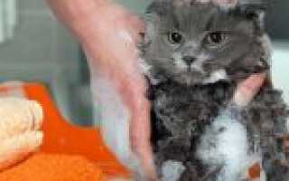 Как и чем можно помыть кошку, кота? Особенности купания кота. Обзор шампуней для мытья, купания котов и кошек