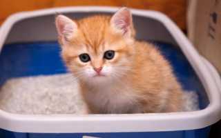 Чем кормить котенка у которого запор