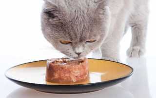 У кошки желтые зубы. У кота проблемы с зубами: симптомы и лечение