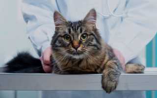 Симптомы и лечение сердечной недостаточности у кошек