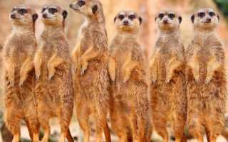 Питание сурикатов, кормление сурикатов в домашних условиях. Сурикаты (лат. Suricata) Сколько живут сурикаты