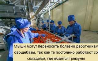 Какие болезни переносят крысы, какие инфекции может подхватить человек?