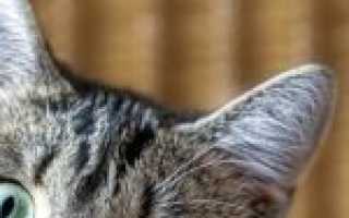 Почему у кота горячие уши – причины и лечение