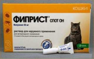 Фиприст — так ли эффективно средство от блох и клещей для кошек?