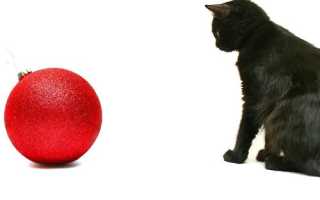 Коты vs елки: топ самых невероятных противостояний