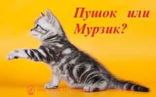 Пошаговая инструкция регистрации питомника WCF.(часть-1)