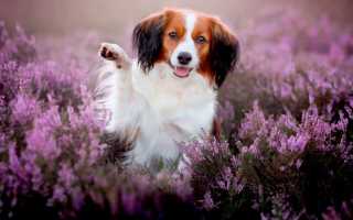 Коикерхондье — Kooikerhondje — Wikipedia