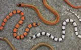 Tetracheilostoma carlae — самая маленькая змея в мире